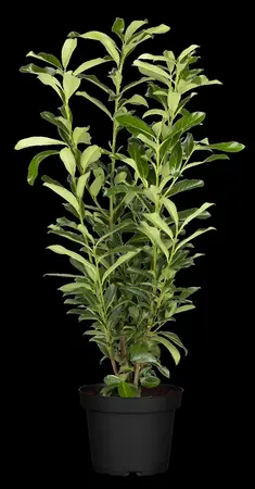 Prunus laur. 'Genolia'? - 60-80 CM C10 - image 2