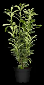 Prunus laur. 'Genolia'? - 80-100 CM C20 - image 2