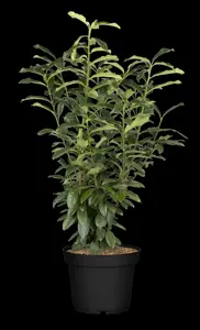 Prunus laur. 'Genolia'? - 60-80 CM C6.5 - image 3