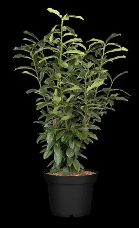 Prunus laur. 'Genolia'? - SOLITAIR 250-300 CM RB - image 3