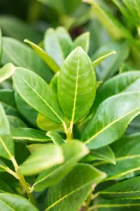 Prunus laur. 'Greentorch' - 80-100 CM RB - image 4