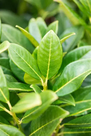 Prunus laur. 'Greentorch' - 30-40 CM BR - image 2