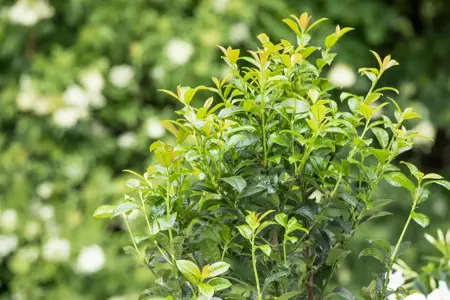 Prunus laur. 'Greentorch' - P9 - image 2