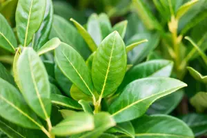 Prunus laur. 'Greentorch' - 100-125 CM RB - image 3