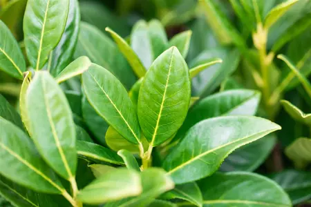 Prunus laur. 'Greentorch' - 30-40 CM BR - image 1