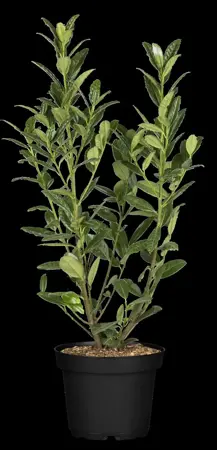 Prunus laur. 'Greentorch' - 140-160 CM RB - image 1