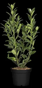Prunus laur. 'Greentorch' - 140-160 CM RB - image 1