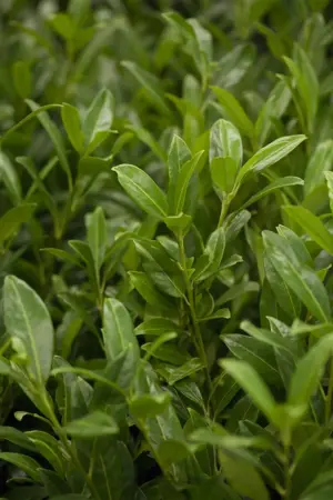 Prunus laur. 'Herbergii' - 140-160 CM RB - image 3