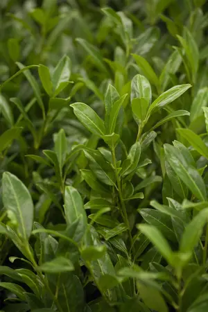 Prunus laur. 'Herbergii' - LINERS 18 CEL TRAY P9 SIZE