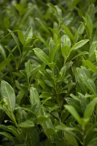 Prunus laur. 'Herbergii' - LINERS 18 CEL TRAY P9 SIZE