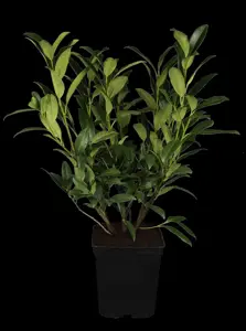 Prunus laur. 'Herbergii' - 80-100 CM RB - image 1