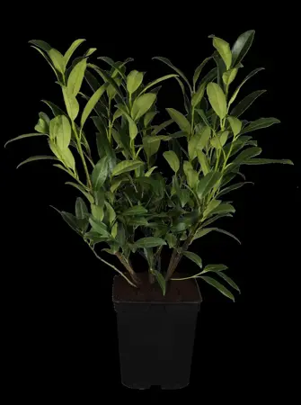 Prunus laur. 'Herbergii' - SOLITAIR 140-160 CM RB - image 1