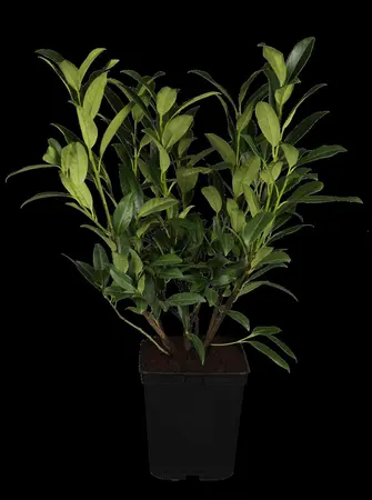 Prunus laur. 'Herbergii' - 100-125 CM C5 - image 1