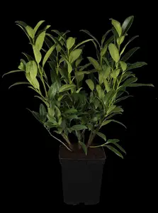 Prunus laur. 'Herbergii' - 100-125 CM C5 - image 1