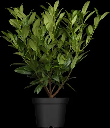 Prunus laur. 'Herbergii' - 125-150 CM RB - image 2
