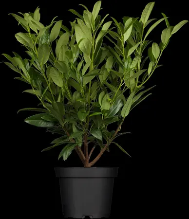 Prunus laur. 'Herbergii' - 100-125 CM C5 - image 2