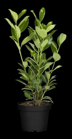 Prunus laur. 'Herbergii' - 60-80 CM C5 - image 4