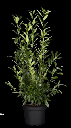 Prunus laur. 'Herbergii' - 120-140 CM RB - image 5