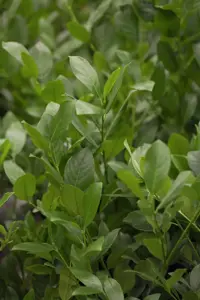 Prunus laur. 'Mano' - 90 CM STEM RB - image 2