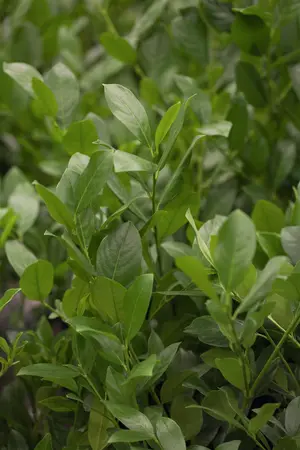 Prunus laur. 'Mano' - 25-30 CM C2 - image 2