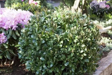 Prunus laur. 'Mano' - 1/2 STDS RB - image 1