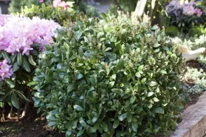 Prunus laur. 'Mano' - 1/2 STDS RB - image 1