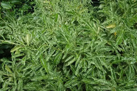 Prunus laur. 'Marbled White' - P9