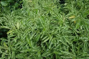 Prunus laur. 'Marbled White'