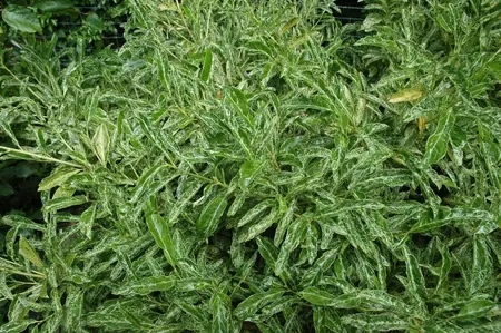 Prunus laur. 'Marbled White' - 30-40 CM C2