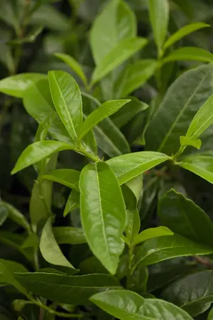 Prunus laur. 'Mount Vernon' - LINERS 18 CEL TRAY P9 SIZE - image 1