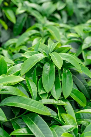 Prunus laur. 'Mount Vernon' - LINERS 18 CEL TRAY P9 SIZE - image 3