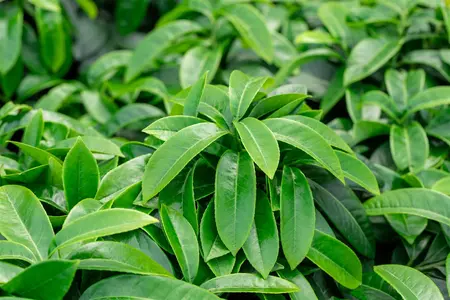 Prunus laur. 'Mount Vernon' - LINERS 18 CEL TRAY P9 SIZE - image 2