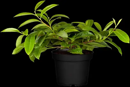 Prunus laur. 'Mount Vernon' - 2 Ltr pot - image 2