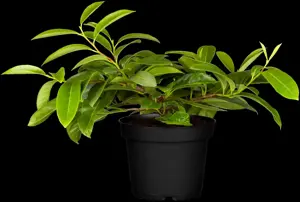 Prunus laur. 'Mount Vernon' - 2 Ltr pot - image 2