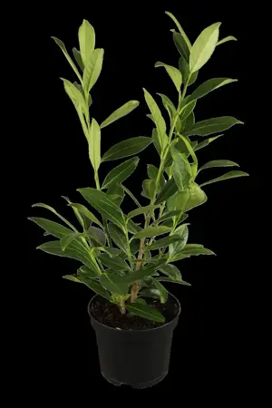 Prunus laur. 'Novita' - SOLITAIR 140-160 CM RB - image 1