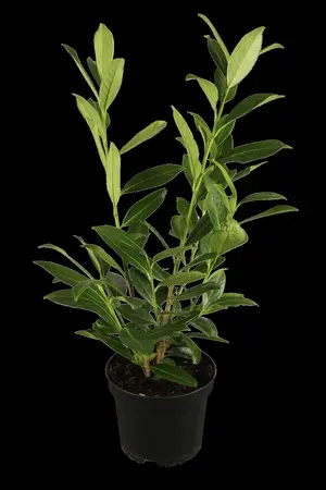 Prunus laur. 'Novita' - 150-175 CM C3 WHIP - image 1
