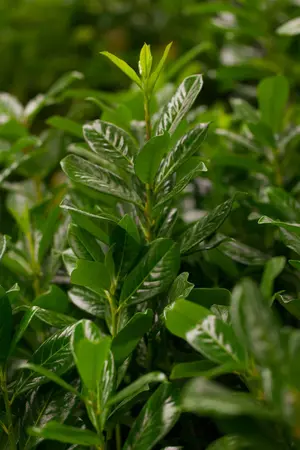 Prunus laur. 'Novita' - TRAINED 100 CM STEM, GIRTH 14-16 CM CONT - image 3