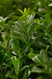 Prunus laur. 'Novita' - TRAINED 100 CM STEM, GIRTH 14-16 CM CONT - image 3
