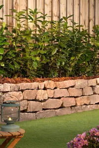 Prunus laur. 'Novita' - LINERS 18 CEL TRAY P9 SIZE - image 4