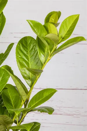 Prunus laur. 'Novita' - STEM 240 CM, GIRTH 14-16 CM ROOF TRAINED CONT - image 5