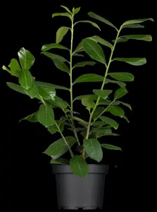 Prunus laur. 'Novita' - STDS 16-18 CM RB - image 5