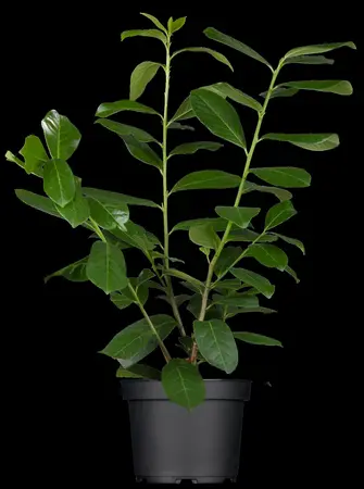 Prunus laur. 'Novita' - 30-40 CM C5 - image 5