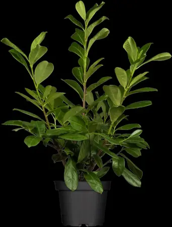 Prunus laur. 'Novita' - TRAINED 180 CM STEM, GIRTH 10-12 RB - image 4