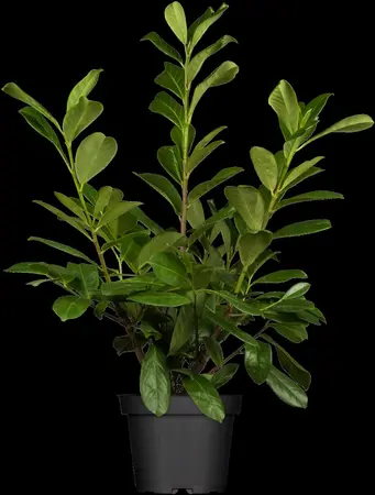 Prunus laur. 'Novita' - 30-40 CM C5 - image 4