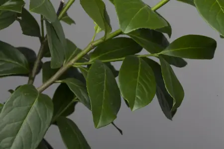 Prunus laur. 'Novita' - 80 CM STEM C10 - image 2