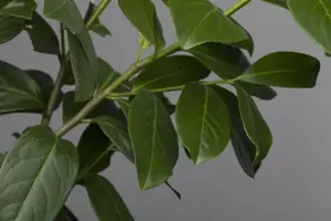 Prunus laur. 'Novita' - TRAINED 180 CM STEM, GIRTH 10-12 RB - image 2