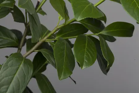 Prunus laur. 'Novita' - 150-175 CM C3 WHIP - image 2