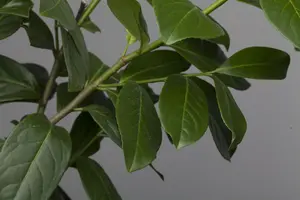 Prunus laur. 'Novita' - 150-175 CM C3 WHIP - image 2