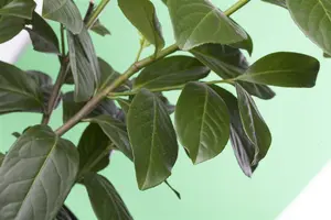 Prunus laur. 'Novita' - 150-175 CM C3 WHIP - image 3