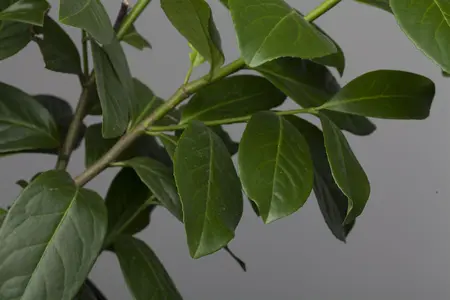 Prunus laur. 'Novita' - STEM 240 CM, GIRTH 14-16 CM ROOF TRAINED CONT - image 1